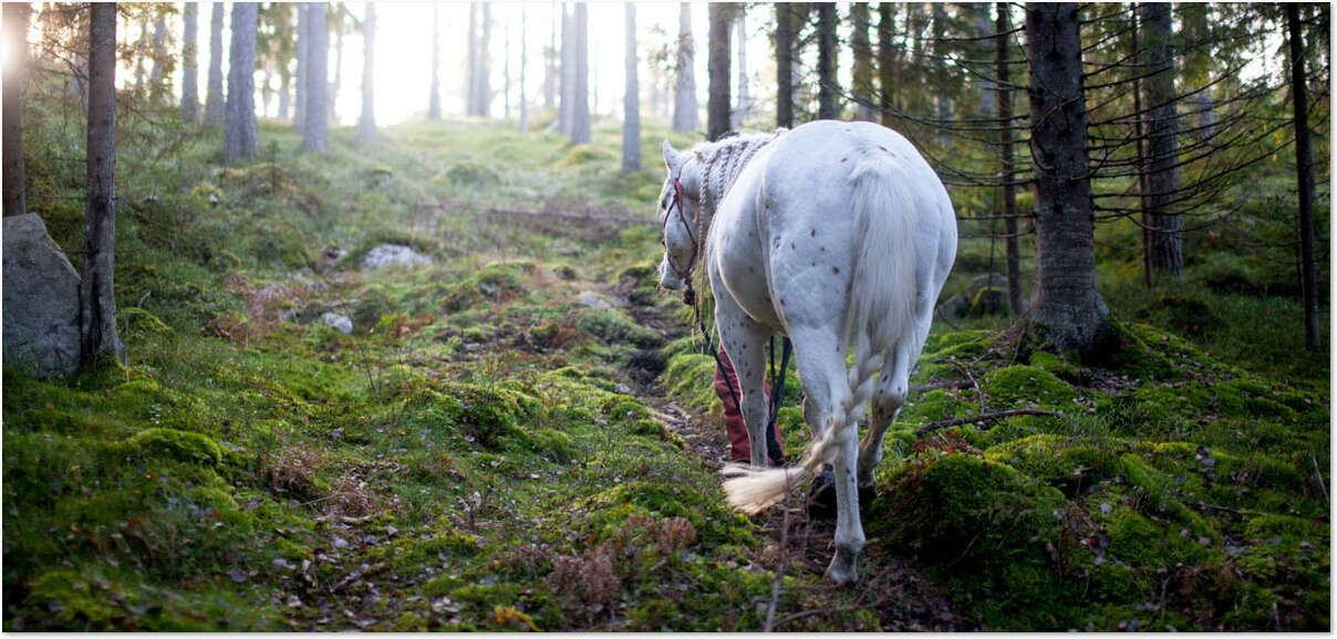 Johanna ja Pilkku metsässä