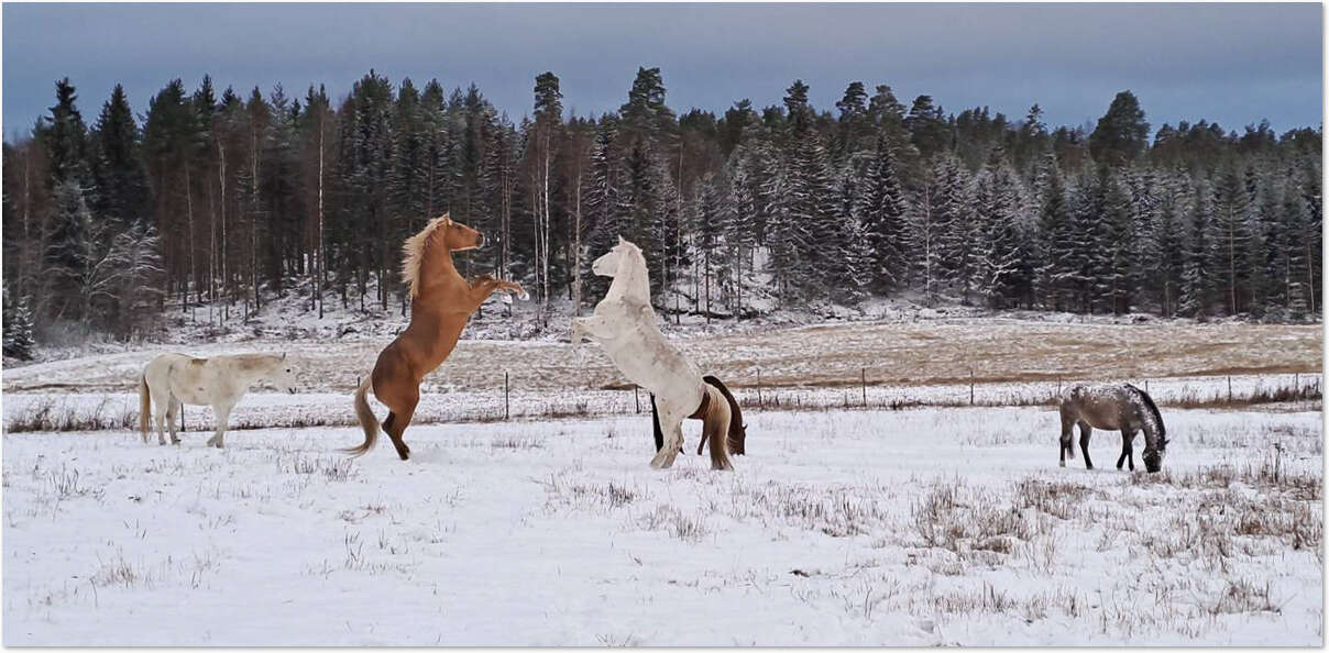 Pojat painivat pellolla